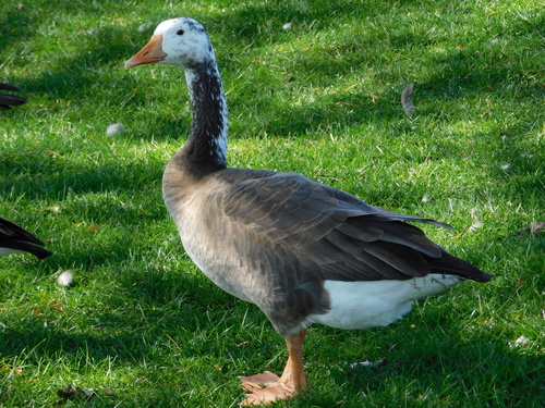 Greylag × Canada Goose hybrid