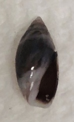 Olivella pusilla