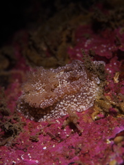Goniodoris castanea