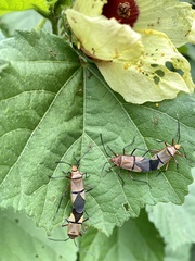 Dysdercus nigrofasciatus