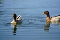 Anas platyrhynchos domesticus