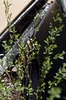 Salix purpurea gracilis - Photo (c) Sonja Deneve, some rights reserved (CC BY-NC), uploaded by Sonja Deneve