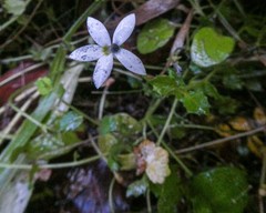 Lobelia pedunculata