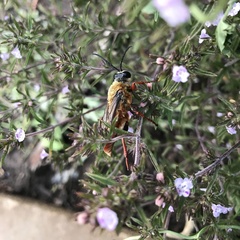 Sphex latreillei