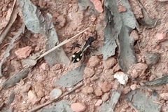 Traumatomutilla parallela