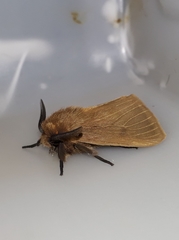 Paracles phaeocera