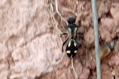 Traumatomutilla parallela