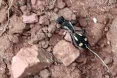 Traumatomutilla parallela