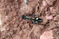 Traumatomutilla parallela