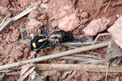 Traumatomutilla parallela