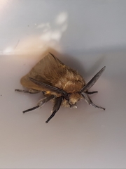 Paracles phaeocera