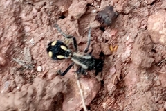 Traumatomutilla parallela