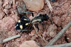 Traumatomutilla parallela