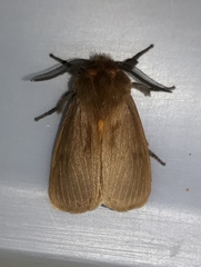 Paracles phaeocera