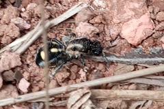 Traumatomutilla parallela