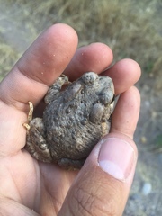 Anaxyrus microscaphus