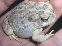 Anaxyrus microscaphus