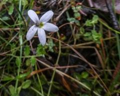 Lobelia pedunculata