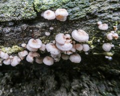 Marasmiellus affixus