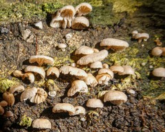 Marasmiellus affixus