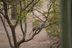 Xerospermophilus tereticaudus