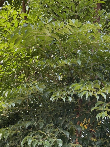 Heteropanax fragrans, photograph 5
