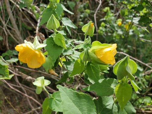 Image of Abutilon hypoleucum by (c) Tom Field, some rights reserved (CC BY)