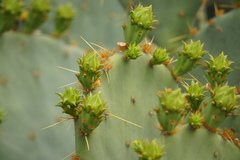 Opuntia
