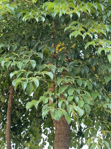 Heteropanax fragrans, photograph 4