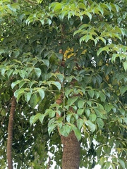 Heteropanax fragrans, photograph (c) Yj, some rights reserved (CC BY)
