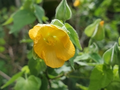 Abutilon hypoleucum