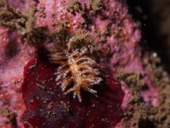 Eubranchus vittatus
