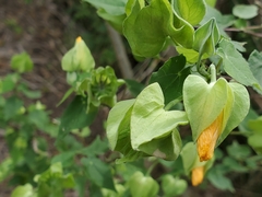 Abutilon hypoleucum
