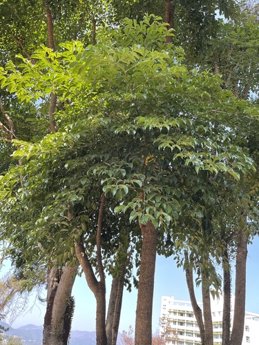 Heteropanax fragrans, photograph 6