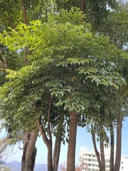Heteropanax fragrans, photograph (c) Yj, some rights reserved (CC BY)