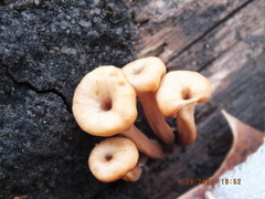 Lentinellus subaustralis