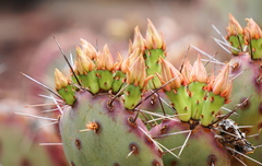Opuntia