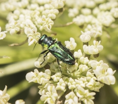 Bilyaxia concinna