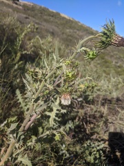 Cirsium fontinale
