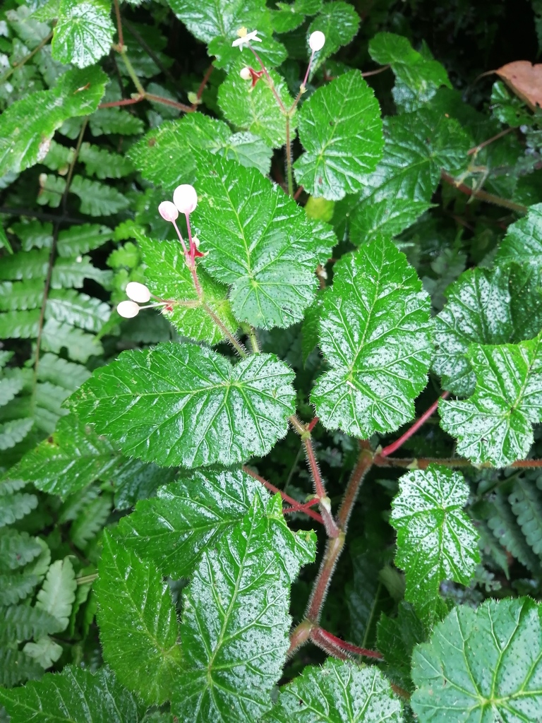 Begonia oleosa