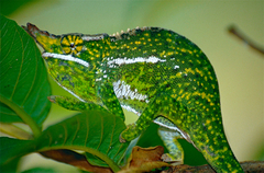 Furcifer willsii