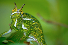 Furcifer willsii