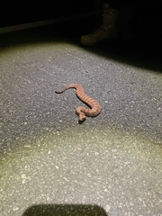 Acanthophis antarcticus