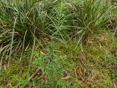 Pimelea axiflora