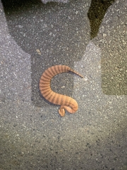 Acanthophis antarcticus