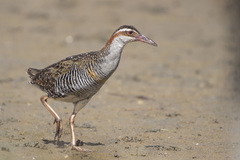 Buff-Banded Rail photo 2