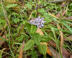 Mentha laxiflora
