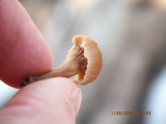 Lentinellus subaustralis