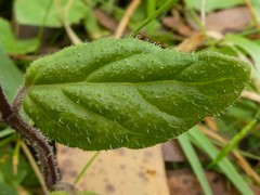 Mentha laxiflora