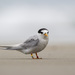 New Zealand Fairy Tern - Photo (c) Oscar Thomas, some rights reserved (CC BY-NC-ND), uploaded by Oscar Thomas